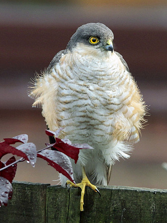 Male Sparrowhawk - Beddau - Wales