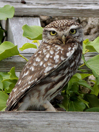 Little Owl - Ogmore - Wales