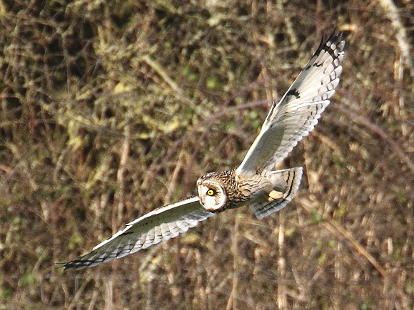 Short-eared Owl