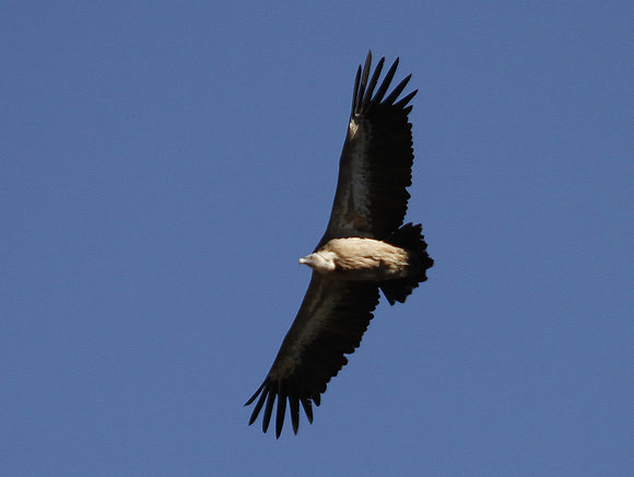 Griffon Vulture - Escuain - Spain