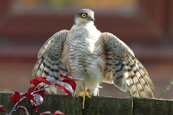 Male Sparrowhawk - Beddau - Wales