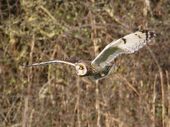 Short-eared Owl