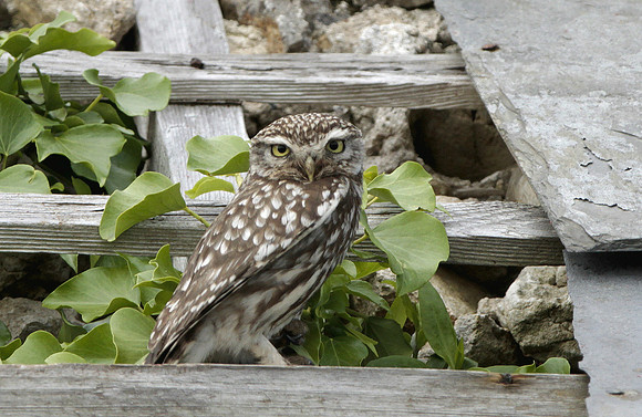 Little Owl - Ogmore - Wales