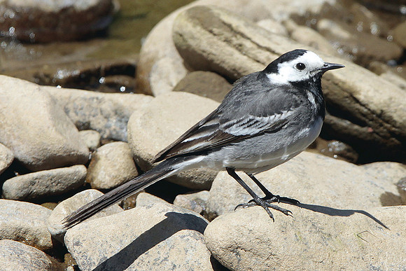 Pied Wagtail - Llantrisant - Wales