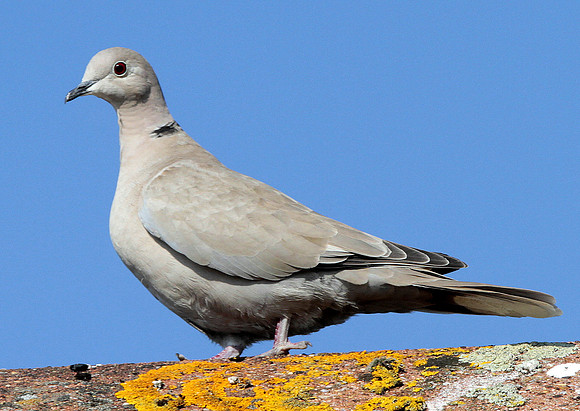 Collared Dove - Wales