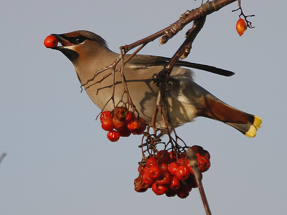 Waxwing - Bridgend - Wales