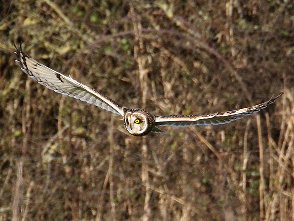 Short-eared Owl