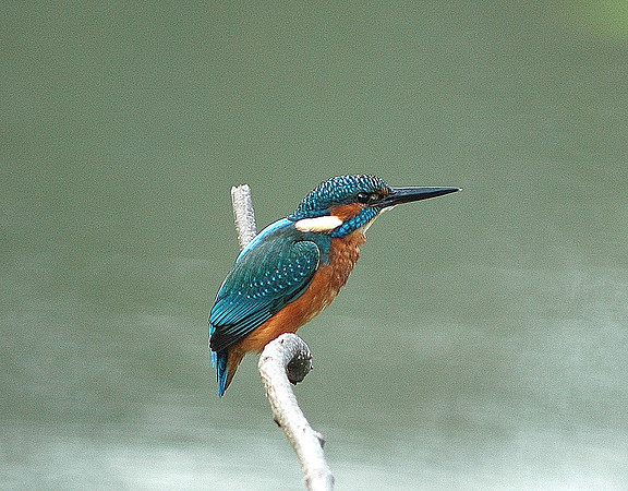 Kingfisher - Cardiff - Wales