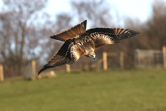 Red Kite - Wales