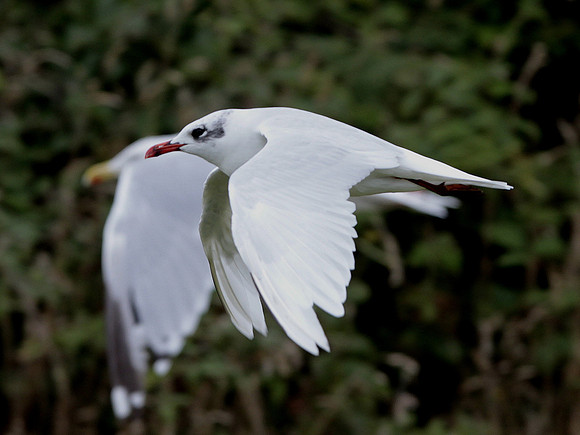 Mediterranean Gull - Gower Wales