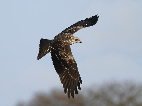Black Kite - Gigrin Farm - mid Wales