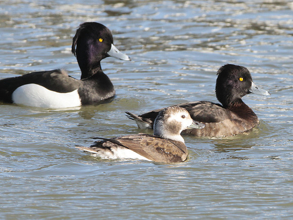 Long tailed Duck female - Barry - Wales