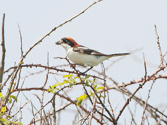 Woodchat Shrike - Gileston - Glamorgan - Wales