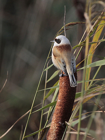 Penduline Tit - Newport -Wales