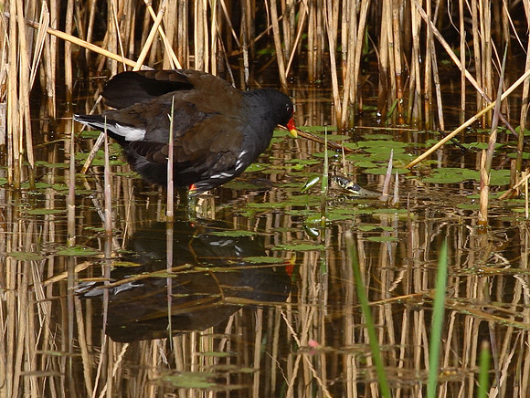 Moorhen & Grass Snake - Cardiff Wales