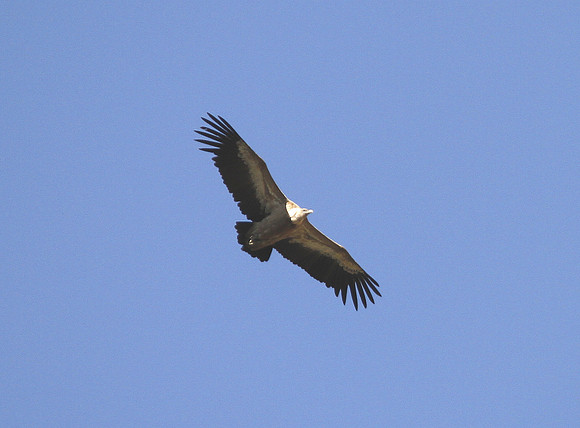 Griffon Vulture - Anisclo Gorge - Spain