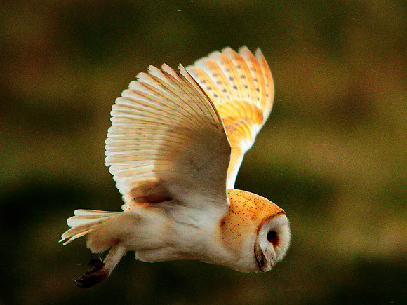 Barn Owl - Avon - England