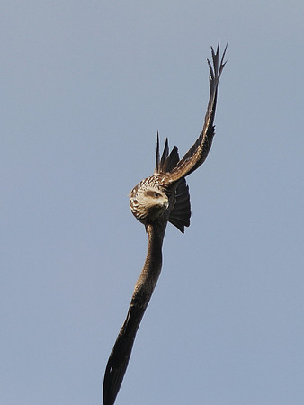 Black Kite - Gigrin Farm - mid Wales
