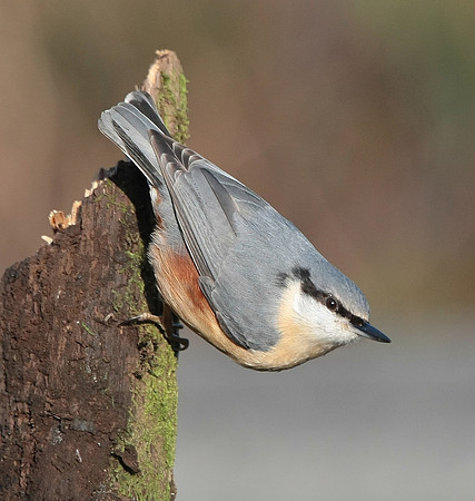 Nuthatch [European] - Nelson - Wales