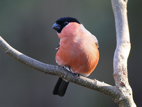 Bullfinch - male - Cardiff - Wales