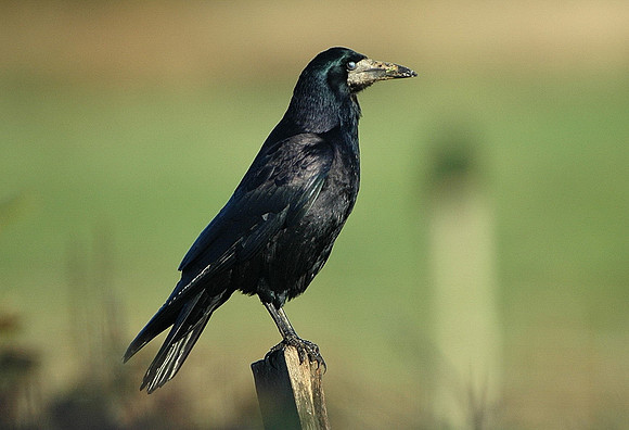 Rook - mid Wales