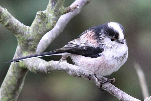 Long tailed Tit - Wales