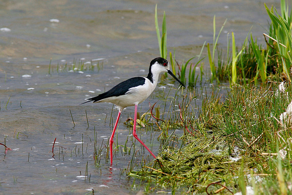 Black - winged Stilt - Kenfig - Wales
