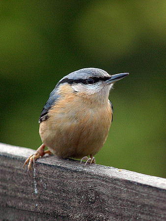 European Nuthatch - Cardiff - Wales