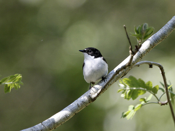 Pied Flycatcher - Powys - Wales