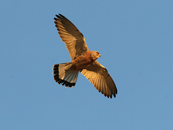 Lesser Kestrel - Oropesa - Spain