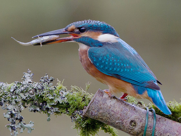 Kingfisher - Cardiff, Wales