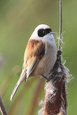 Penduline Tit - Newport - Gwent - Wales