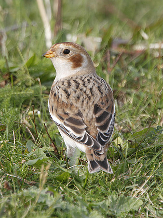 Snow Bunting - Newton - Wales
