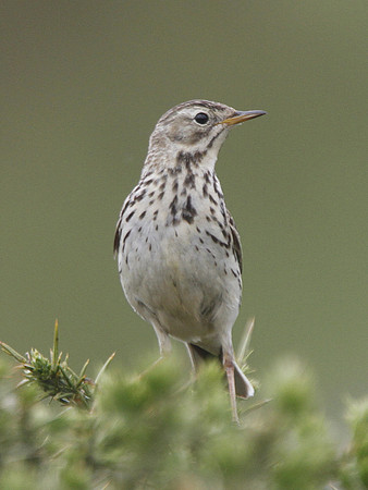 Tree Pipit - Gwent - Wales