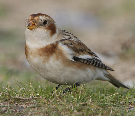 Snow Bunting - Newton - Wales