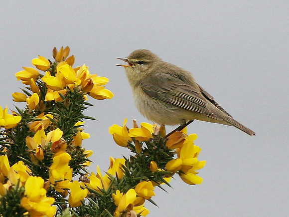 Chiffchaff - Vale of Glamorgan - Wales