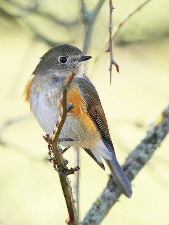 Red flanked Bluetail - Marshfield - Gloucestershire