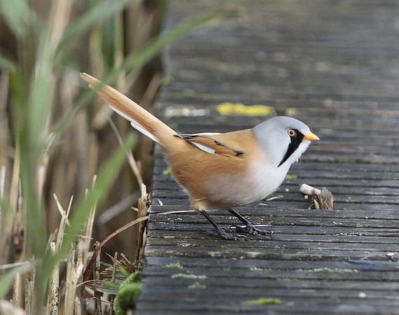 Bearded Tit - Cosmeston - Wales 2013