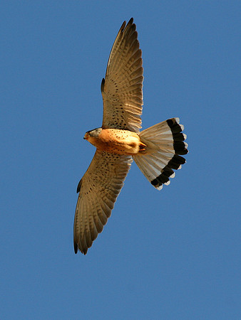 Lesser Kestrel male - Oropesa - Spain