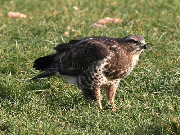 Common Buzzard - Mid Wales