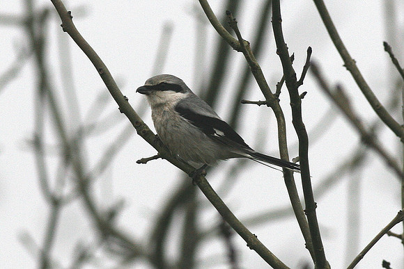 Great Grey Shrike - Pembs - Wales