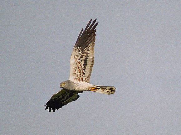 Montagu's Harrier - Trujillo - Spain