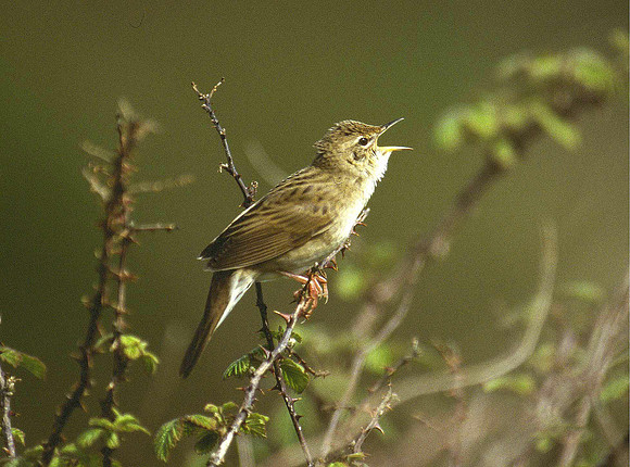 Grasshopper Warbler - Kenfig - Wales
