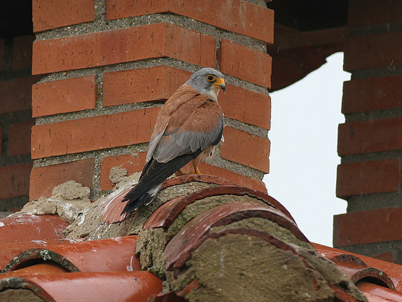 Lesser Kestrel - Villafafila - Spain