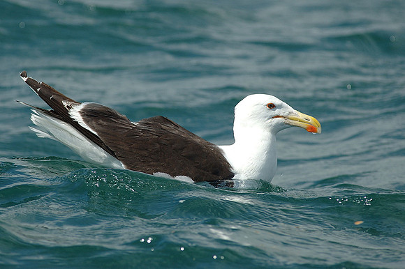 Great black backed Gull (L.Marinus) Pembrokeshire - Wales