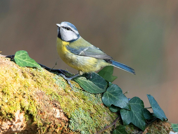 Blue Tit - Nelson - Wales