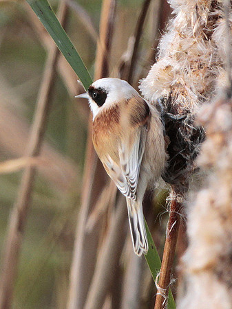 Penduline Tit - Newport -Wales