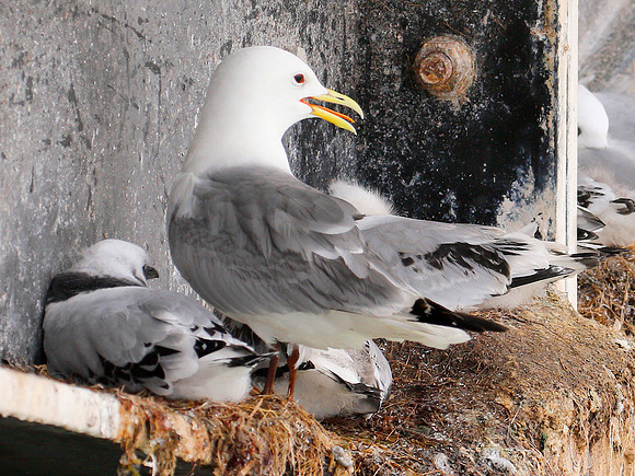 Kittiwake - Mumbles