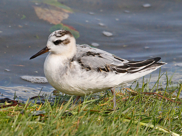 Grey Phalarope - Ogmore River