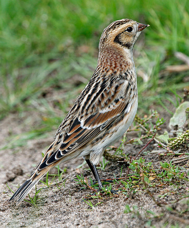 Lapland Bunting - Wales